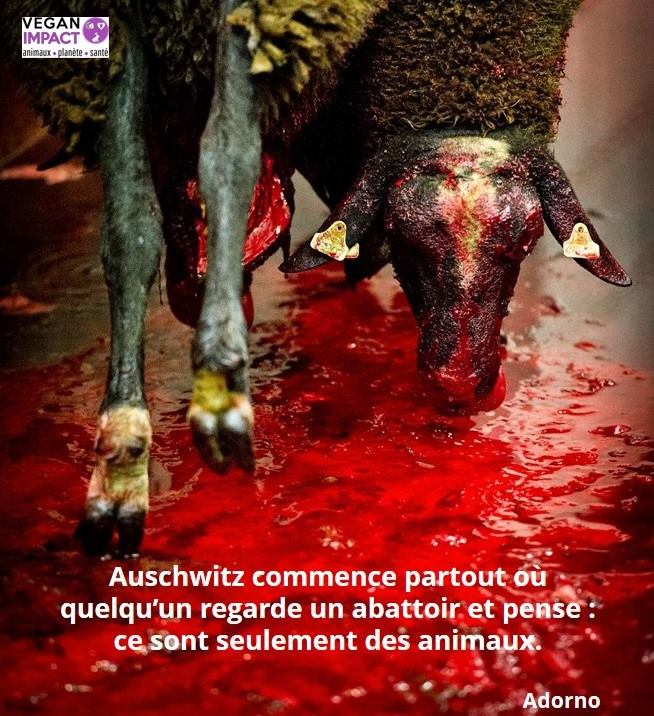 VeganImpact's tweet photo. L'être humain est responsable du plus grand holocauste jamais organisé sur notre planète : celui des animaux. https://t.co/1hAkeFffxy