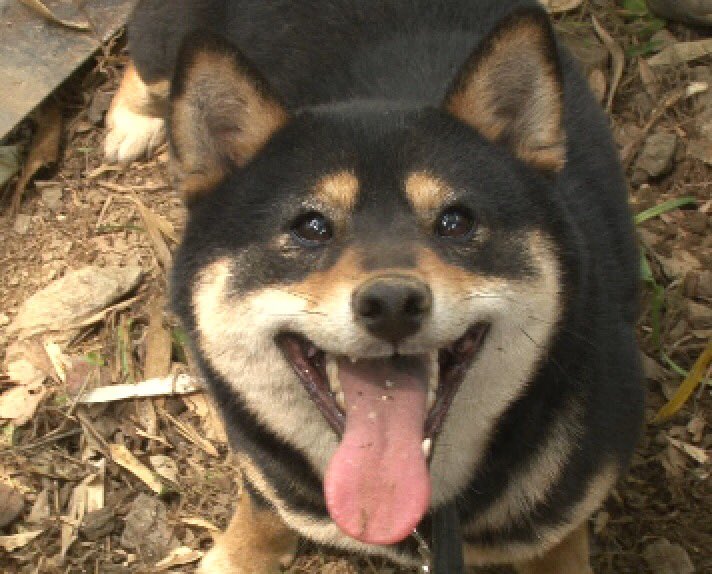 志村どうぶつ園の日本犬の里では死亡事故が起きていた 終了した理由は何 愛犬と満喫ライフ 犬 が飼い主を大好きに 子犬のしつけの悩みも解決して正しいドッグフードの選び方も紹介