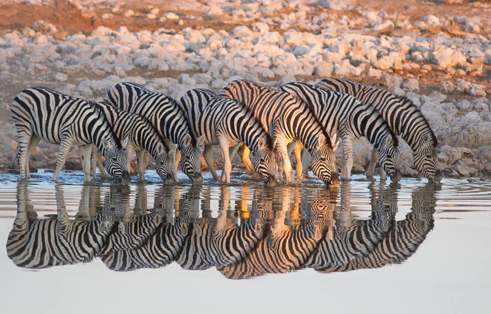 IndlovuL's tweet photo. #WildlifePhotographyCompetition #AprilWinner
Braeme Holland's prizes and judges' feedback: https://t.co/93DlUl4SDZ https://t.co/cgoUX9JPKN
