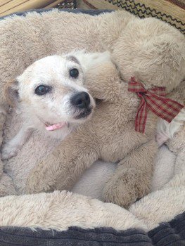 DogLostUK's tweet image. #Lost #ScanMe ELDERLY Parson JR Terrier Female 
#Marchwiel #Wrexham #Wales #LL13 doglost.co.uk/dog-blog.php?d… … …
