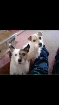 DogLostUK's tweet image. #Lost #ScanMe ELDERLY Parson JR Terrier Female 
#Marchwiel #Wrexham #Wales #LL13 doglost.co.uk/dog-blog.php?d… … …
