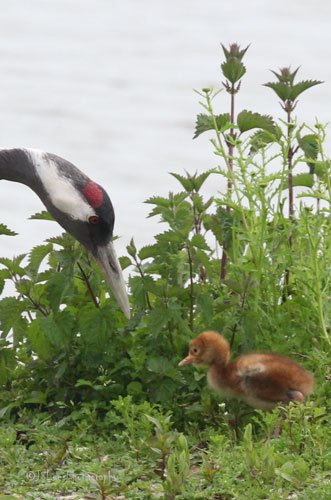 JamesSLees's tweet photo. Baby Common Crane takes his first walk in the wild @WWTSlimbridge this morning @RareBirdAlertUK @WWTworldwide https://t.co/Y09VuKAfAd