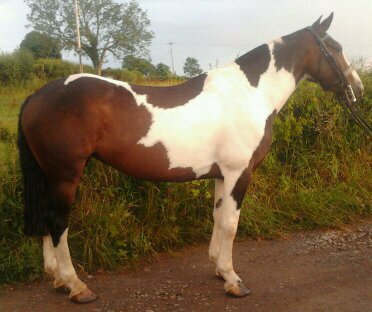 MurphysMagic8's tweet image. The gorgeous Cookie😊