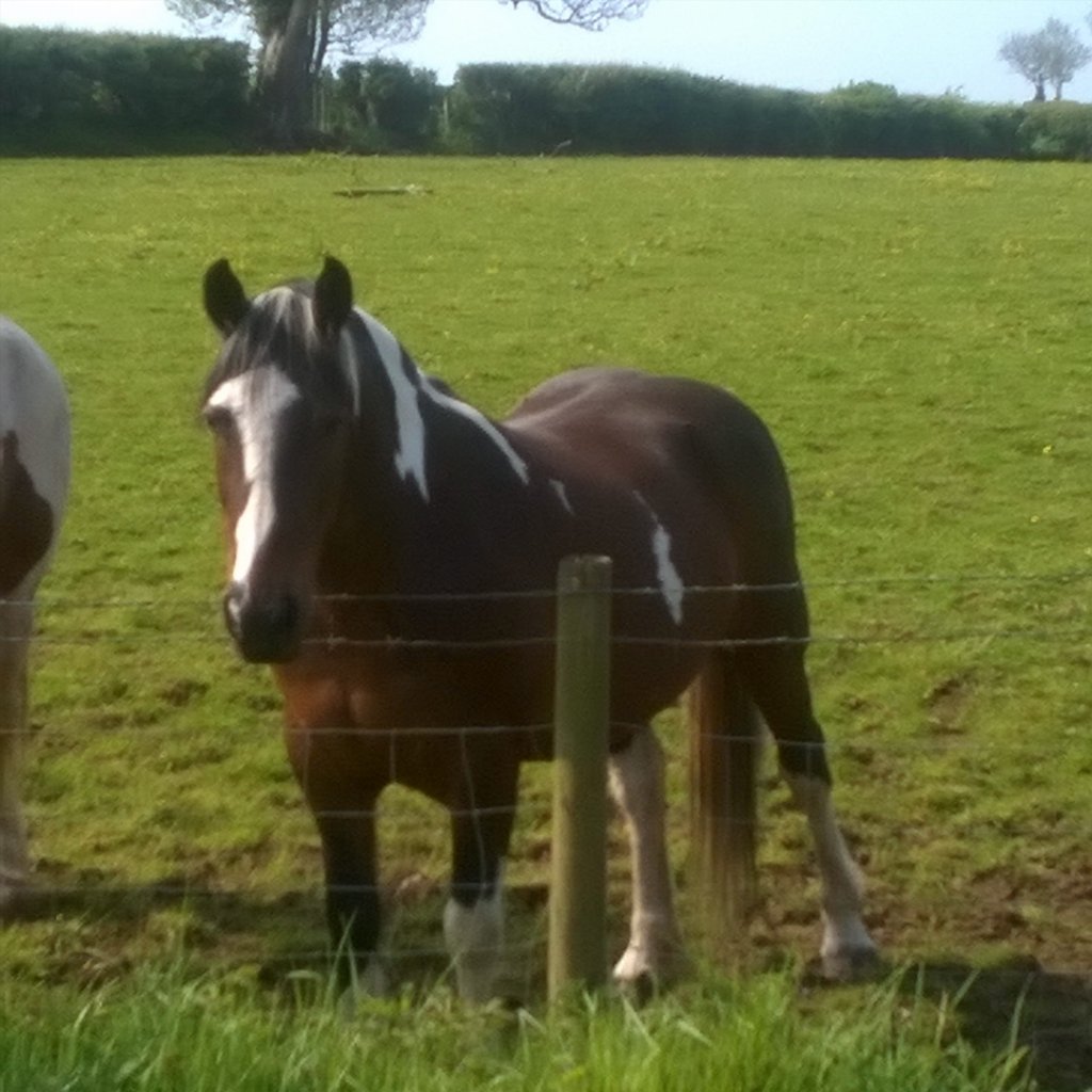 MurphysMagic8's tweet image. And Tonto...