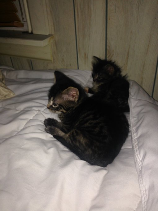 Who's a kitten lover? Brother and sister! He's a short haired and pretty sure she will be long. They