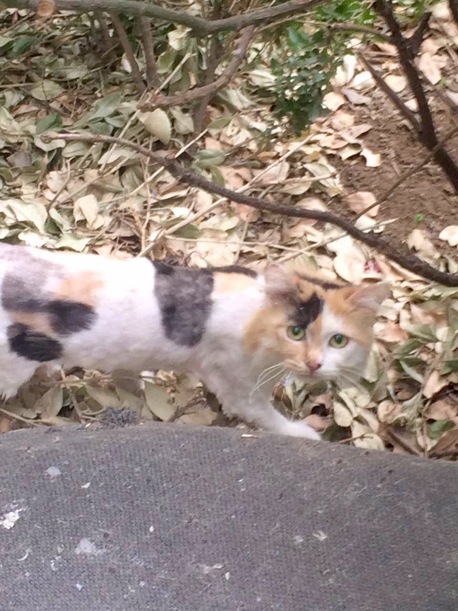 TACN Official tweet media