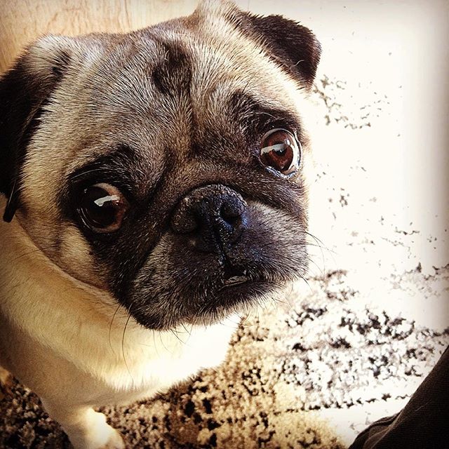 PugsDaily's tweet photo. Credit: https://t.co/t15IMK8ZQi https://t.co/EhIcWBeT5s