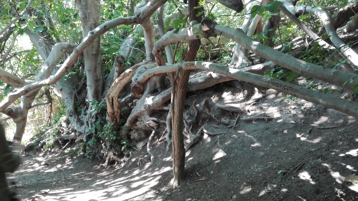 PadulOitProject's tweet photo. La higuera de los deseos de la #Laguna #Padul https://t.co/KkxP852zuJ