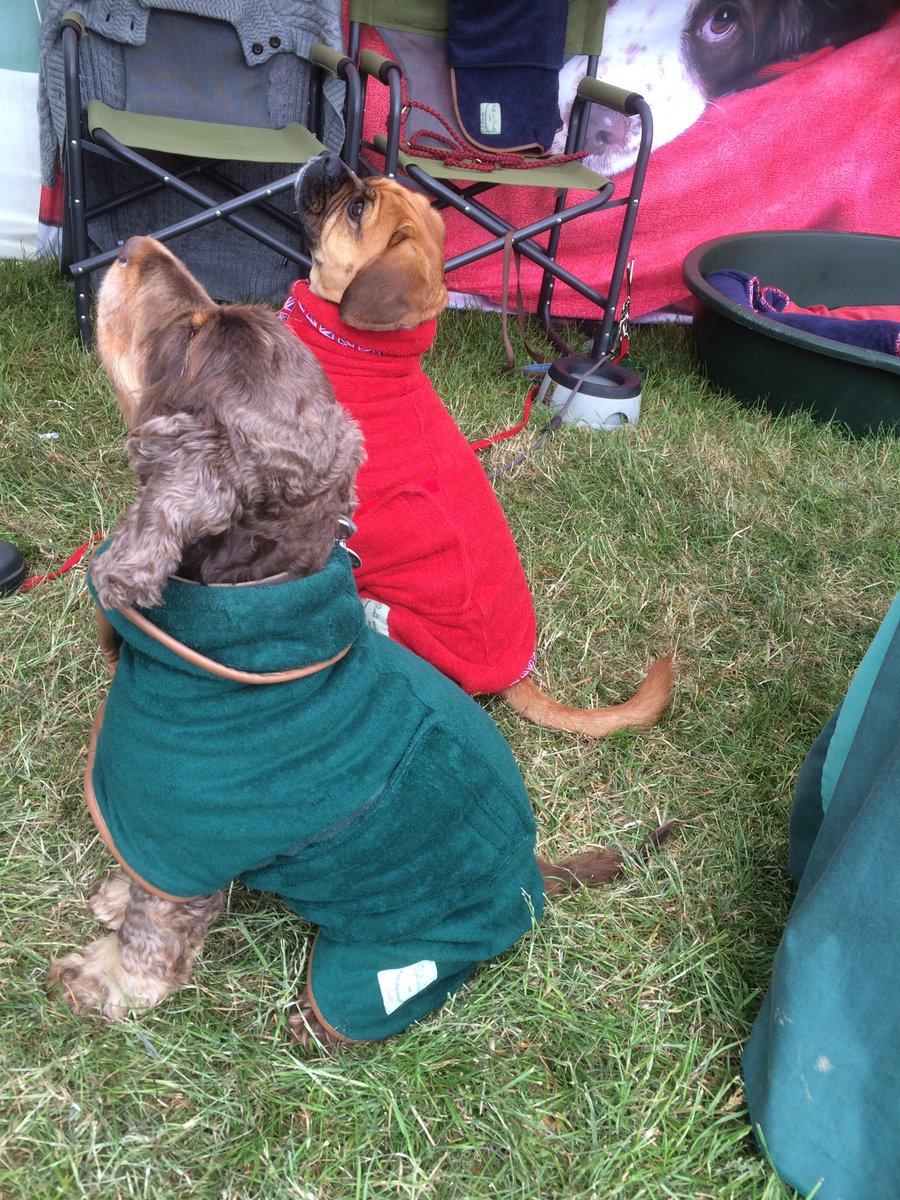 Pistachio_Jane's tweet photo. @BathandWest @RuffTumbleCoats @TeddyandLu looking fabulous in our new drying coats https://t.co/CbXn5d4dNa