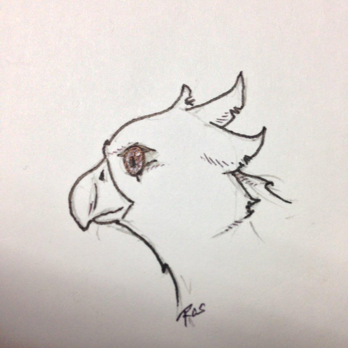 RoscoeReyes's tweet image. Griffin Thing #BabySteps #DrawAgain #ThinkOfABetterTitleNextTime