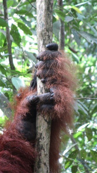 Wonderful orangutan encounters in Leuser Ecosystem for #rainforestlive - surprisingly difficult to spot in canopy!
