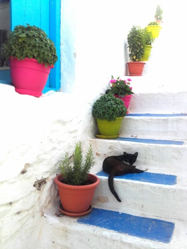 Schinousa_gr's tweet photo. Need a rest??
#Greece #Schinousa #relaxing #catslife #cats_naptime #cats https://t.co/dZCqDq2n06