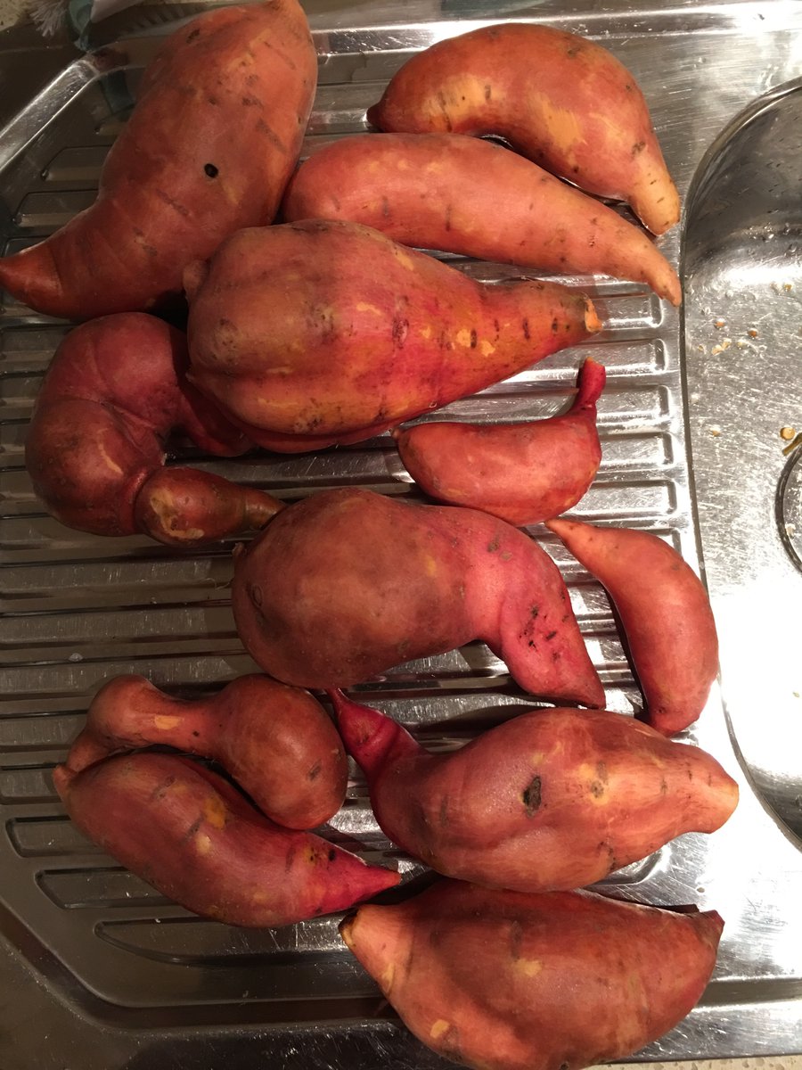 iFarQueue's tweet photo. I grew these. #proud #selfsufficient #teachamantofish https://t.co/hcRSSXfppY