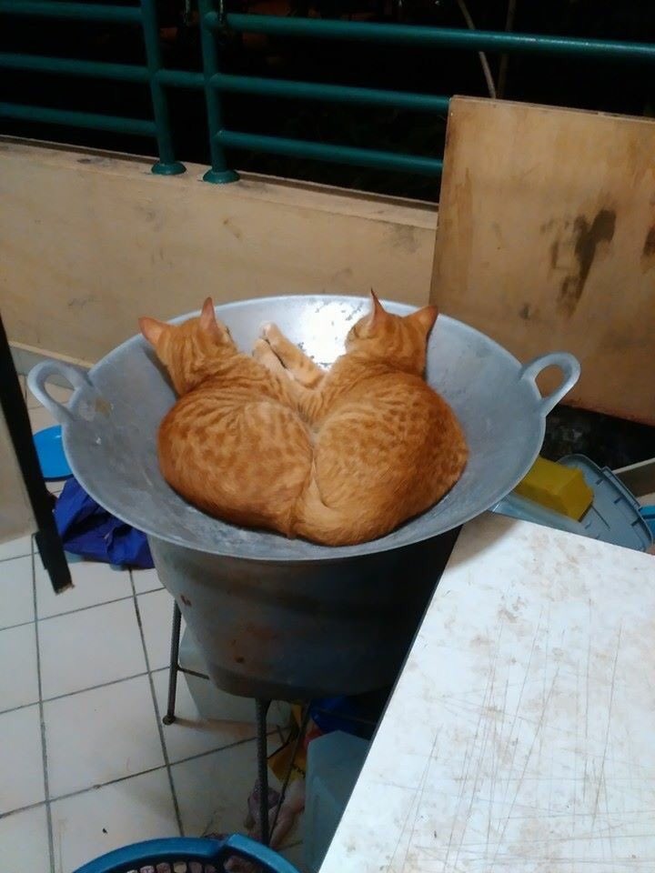 twitmarhaen's tweet photo. Malam esok ada je kenduri , tapi tulah , dua ekor ni masak apa? https://t.co/yO6hA6pfJ4