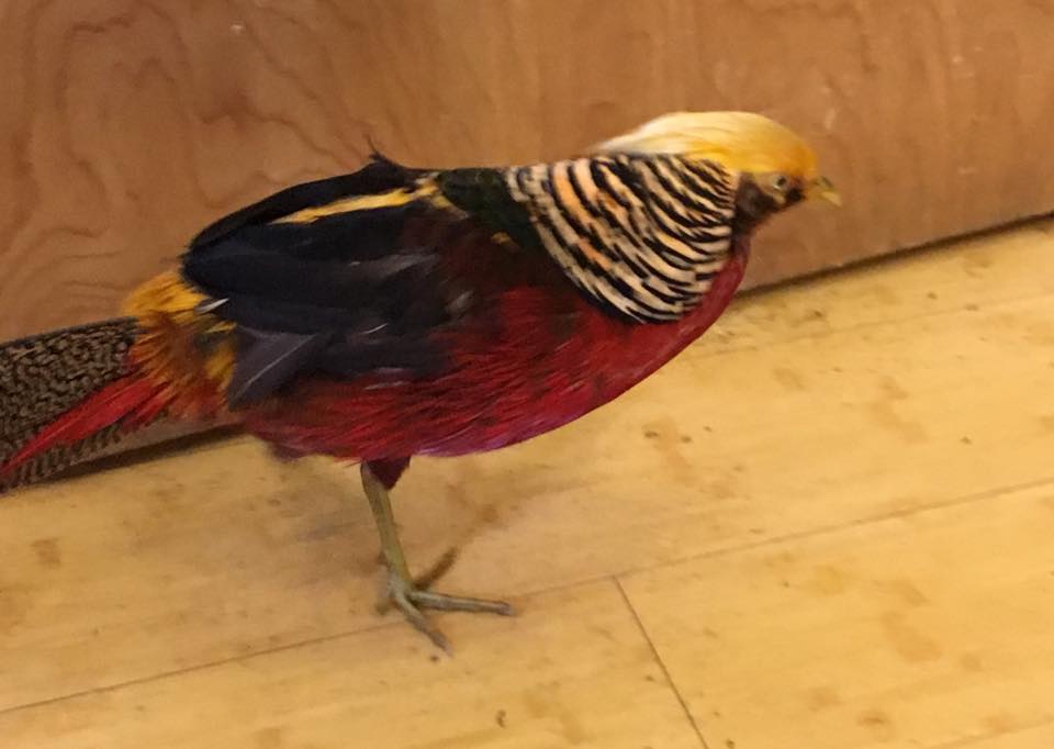 FunnyNbaGuy's tweet image. I think we know who this bird is voting for.....@realDonaldTrump #TrumpBird