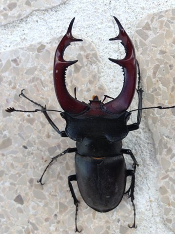 insectes tweet media