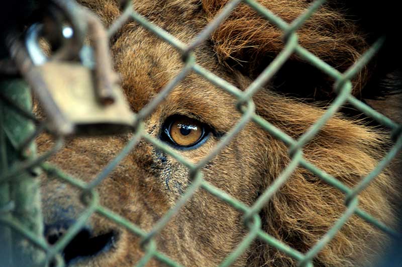 jonnys_media's tweet photo. #Mundo // Tras el asesinato de 3 animales, inicia el debate para el cierre de  los zoo.  >  https://t.co/vVV74GsqbU https://t.co/IZhuRG7L8u