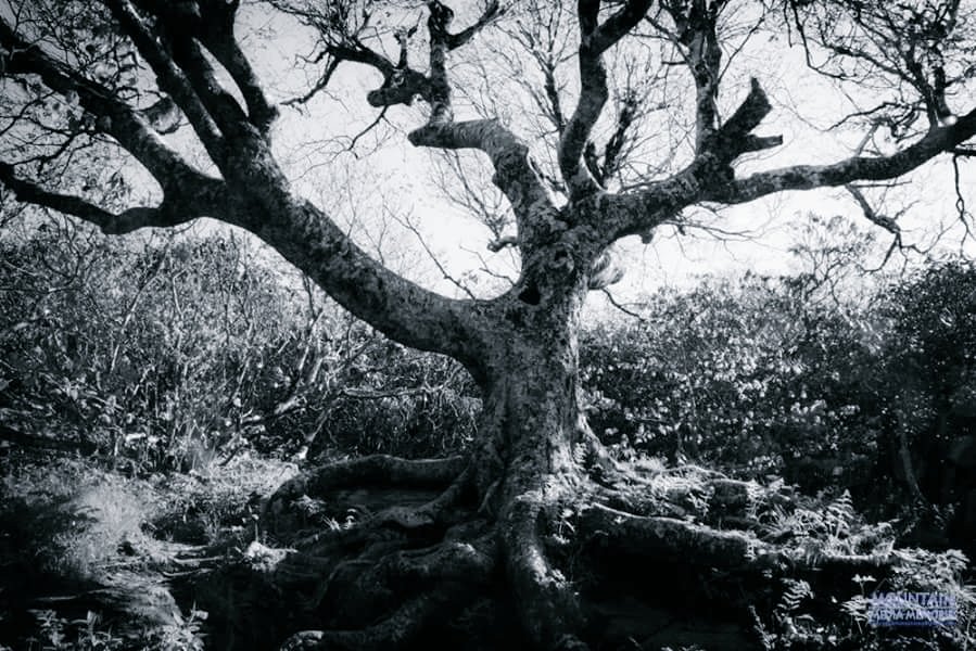 MtnMediaMemory's tweet photo. An old reaching tree on the path up to the #CraggyPinnacle in #WNC. https://t.co/hNIPcSPQdy