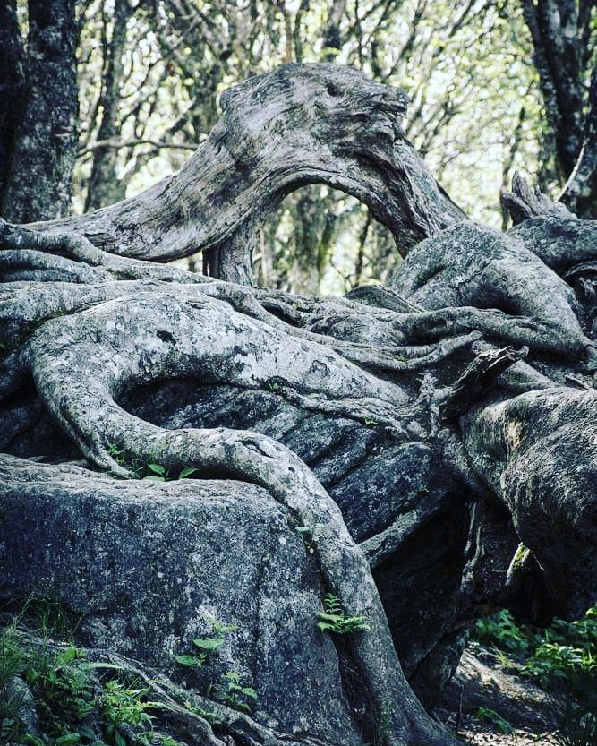 MtnMediaMemory's tweet photo. The serpent tree on the path to the #CraggyPinnacle in #WNC on the #BlueRidgeParkway. https://t.co/MSKm7jjxV7