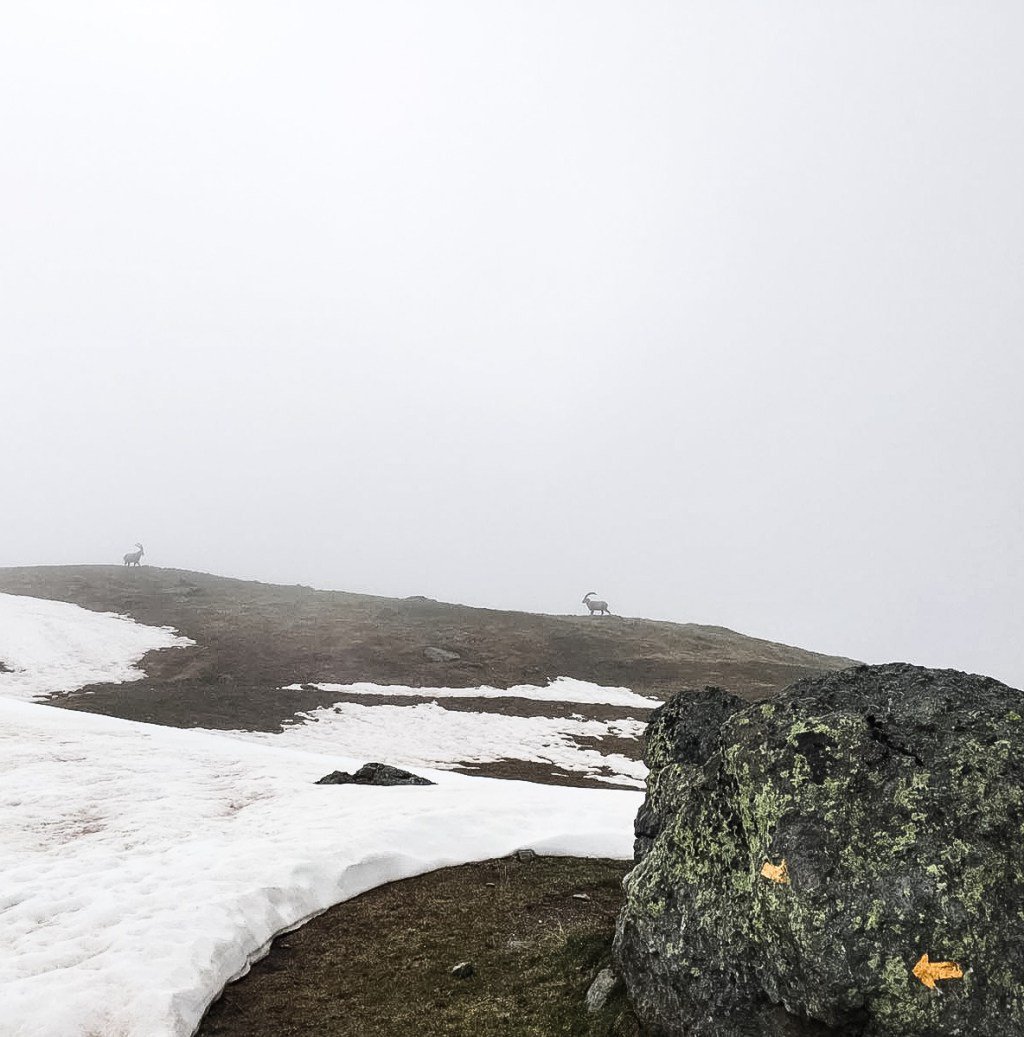 Runningcharlott's tweet photo. La montagna di corsa. Alpine running https://t.co/kMg0QzYT9c https://t.co/jQQenS3KDD