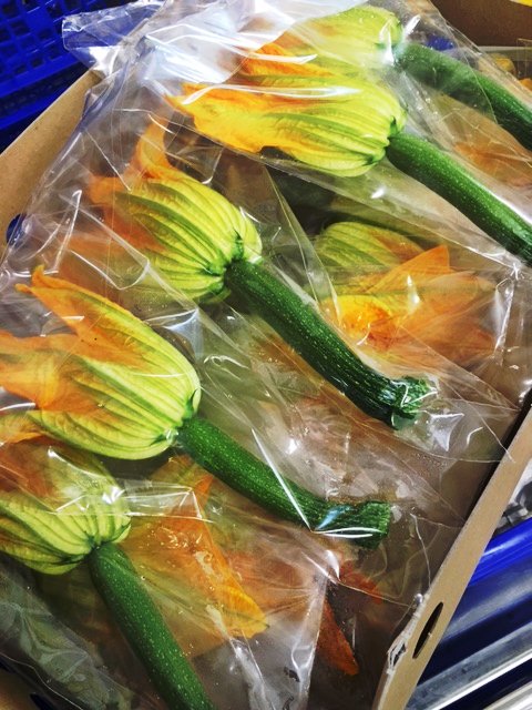 accentFresh's tweet photo. Courgette #flowers are becoming more and more popular and we have plenty!

Order yours today 01366 386633 https://t.co/9U2rqMMyNG