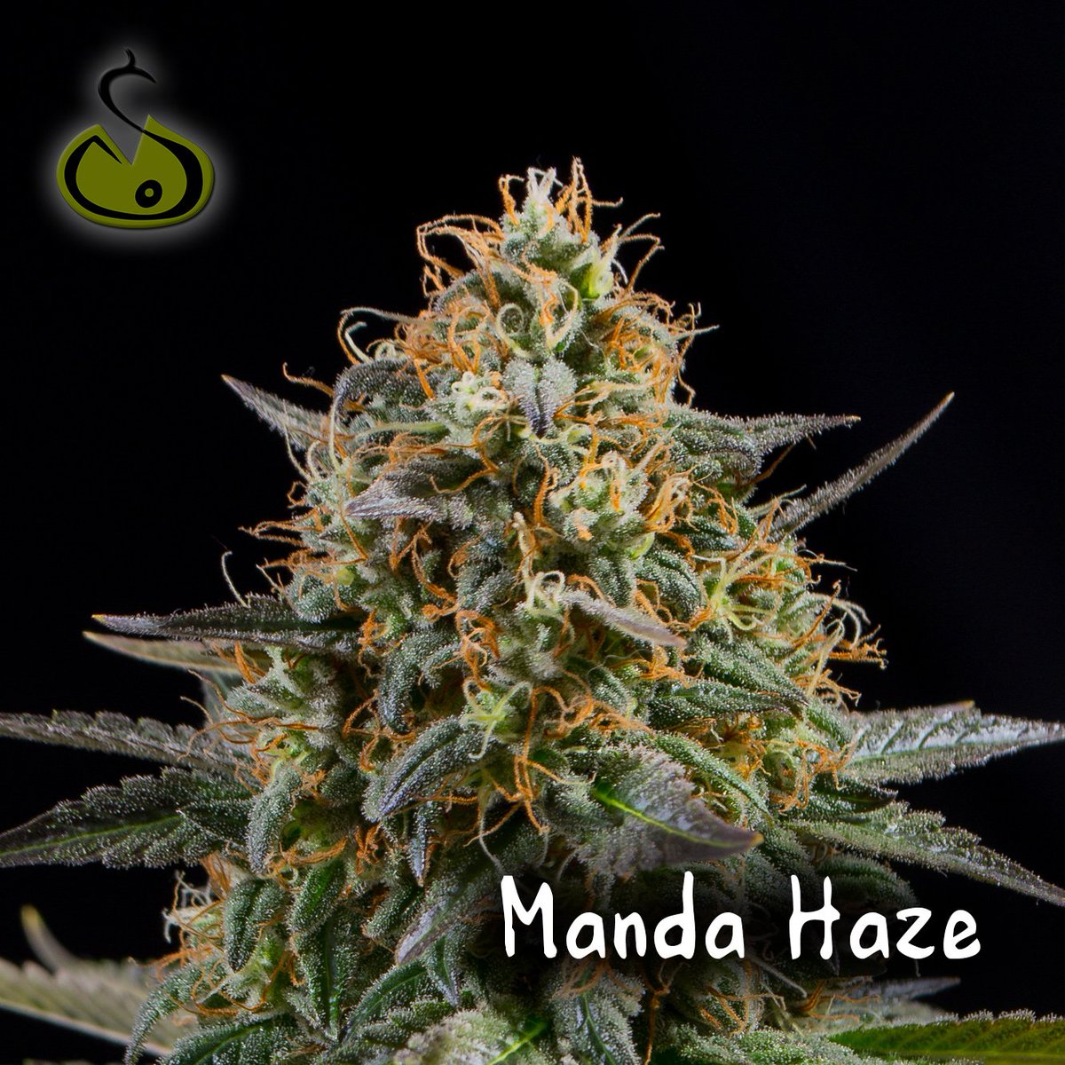 SakanSeeds's tweet photo. ¡ Feliz fin de semana !
#MandaHaze #SakanSeeds https://t.co/PC2CIhXozS