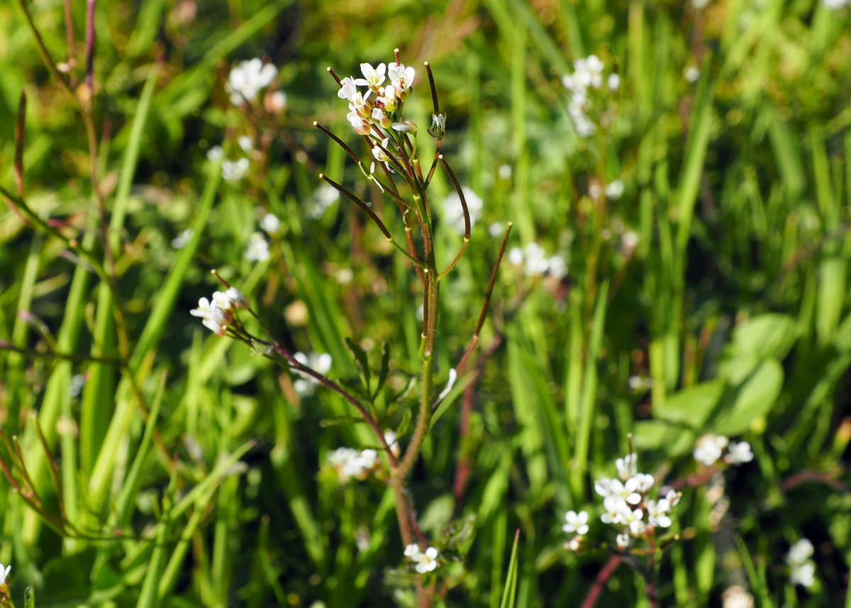 UniofOxford's tweet photo. Exploding myths about seed dispersal in plants #OxSciBlog https://t.co/jEibvVy2TF https://t.co/6YIDKiUBe9