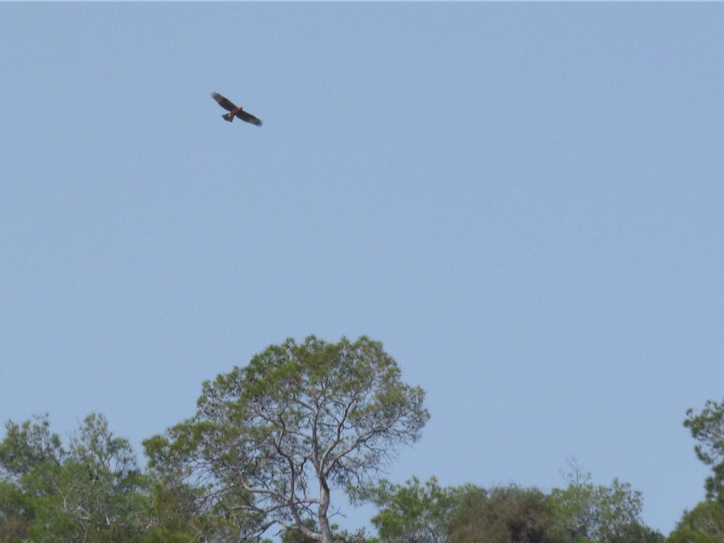 BillyHeaney's tweet photo. A pair #Bonelli'sEagles were seen on the North Run today not far from #balalan beach @BrendanGodley #cyprus #MTCP_16 https://t.co/VQGgMFHi0B
