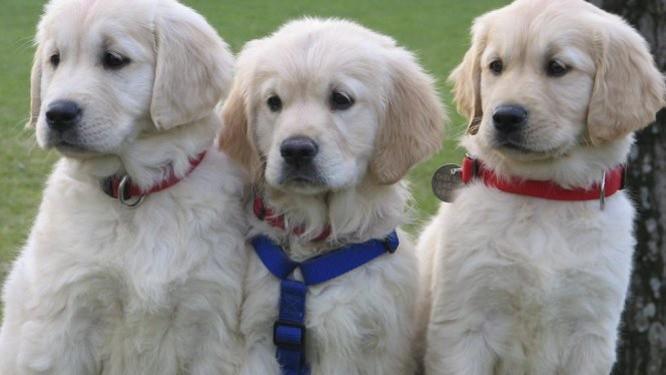 Tous Les Chiens Descendent Du Loup