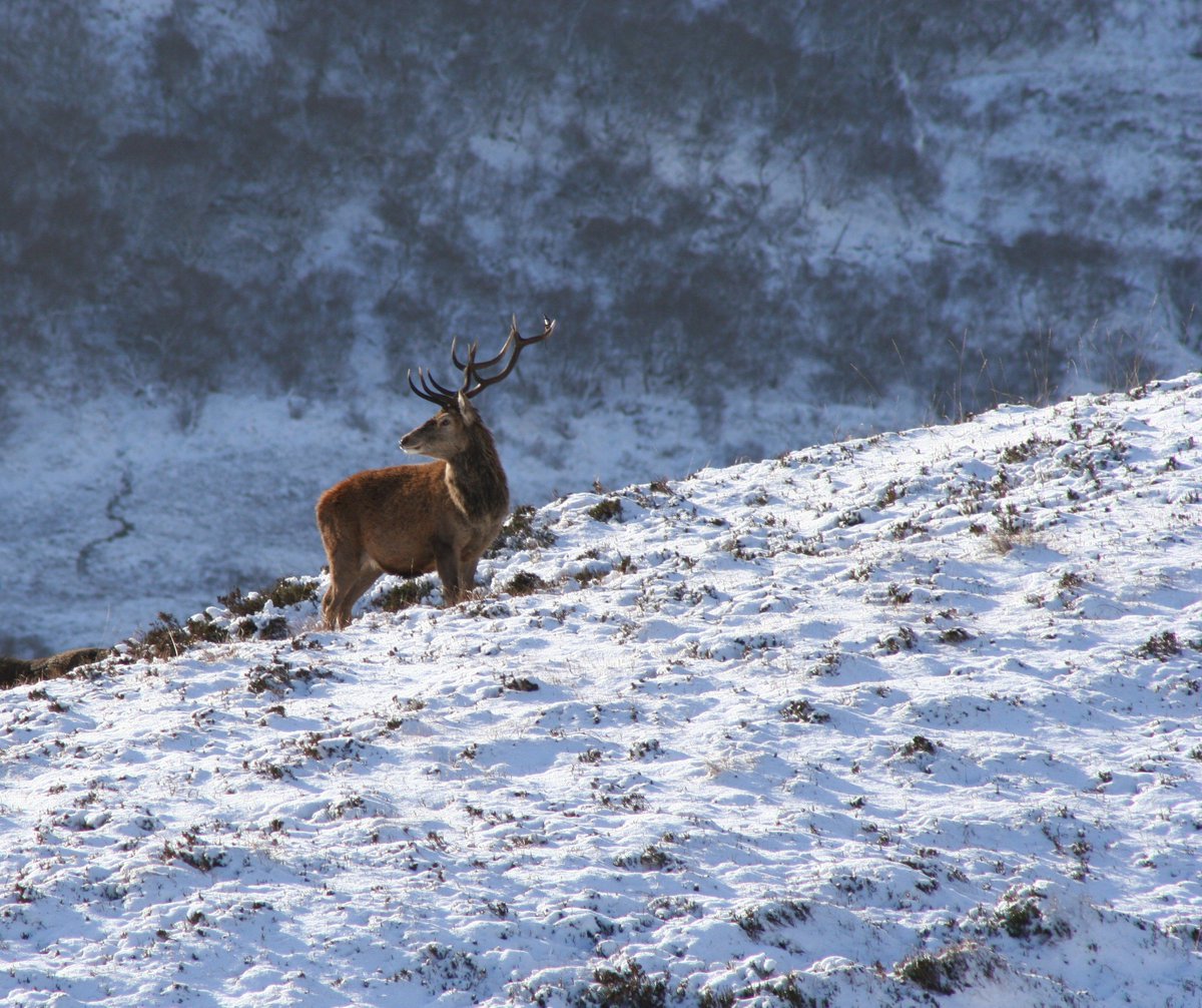 SCSTG's tweet image. Fantastic #stalking in spectacular scenery -@glencanisplodge has something for all abilities ow.ly/kmFK300L2LK