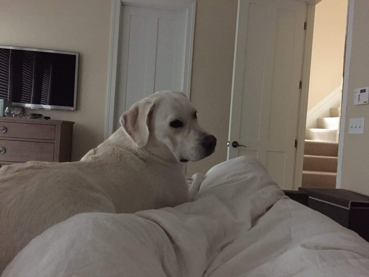 PetWave tweet picture