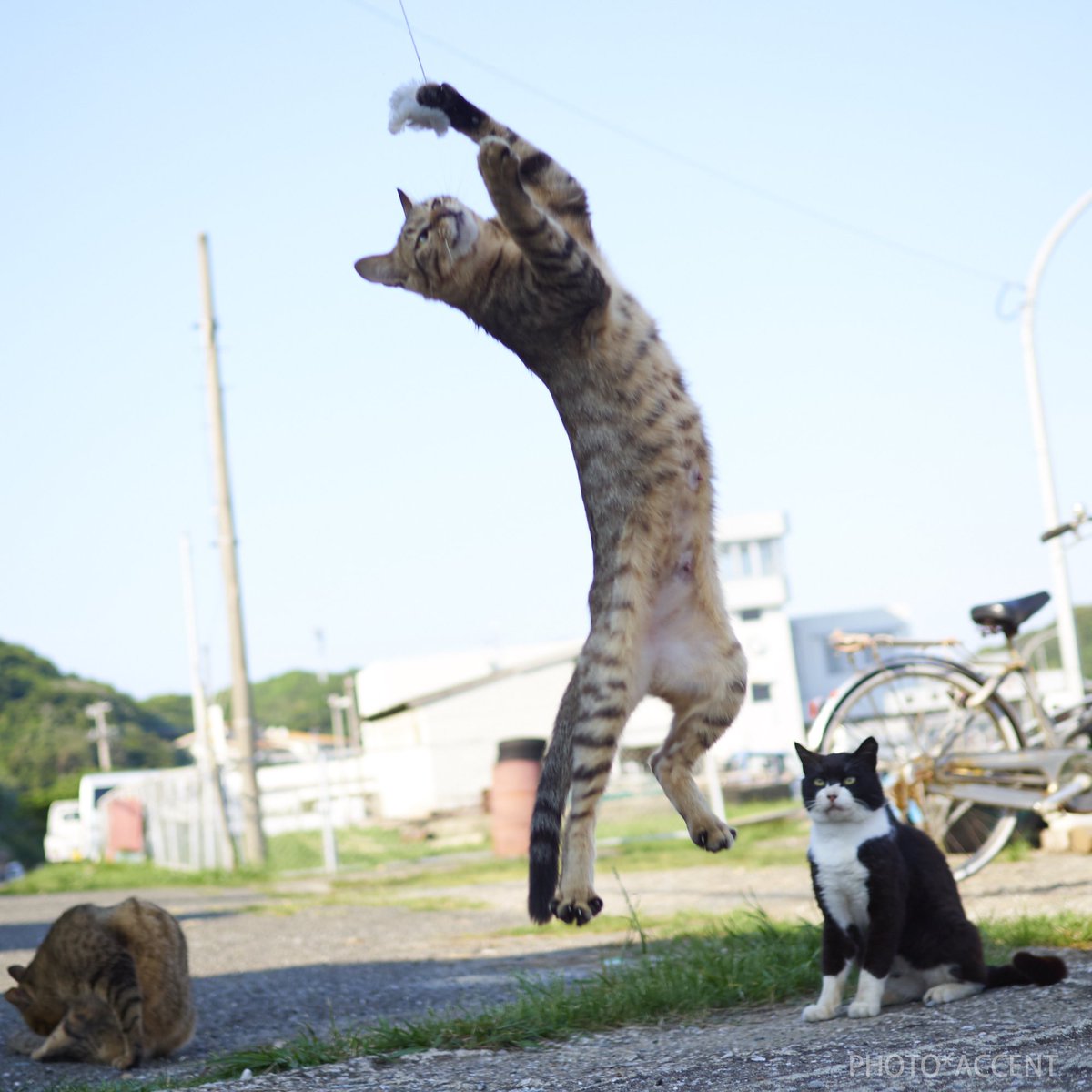 Dancing Animals Animals Dancing Cat