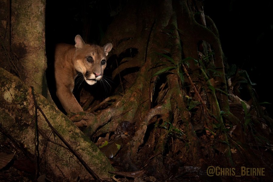 This beautiful puma was caught on camera trap just metres from camp #RainforestLive crees-manu.org
