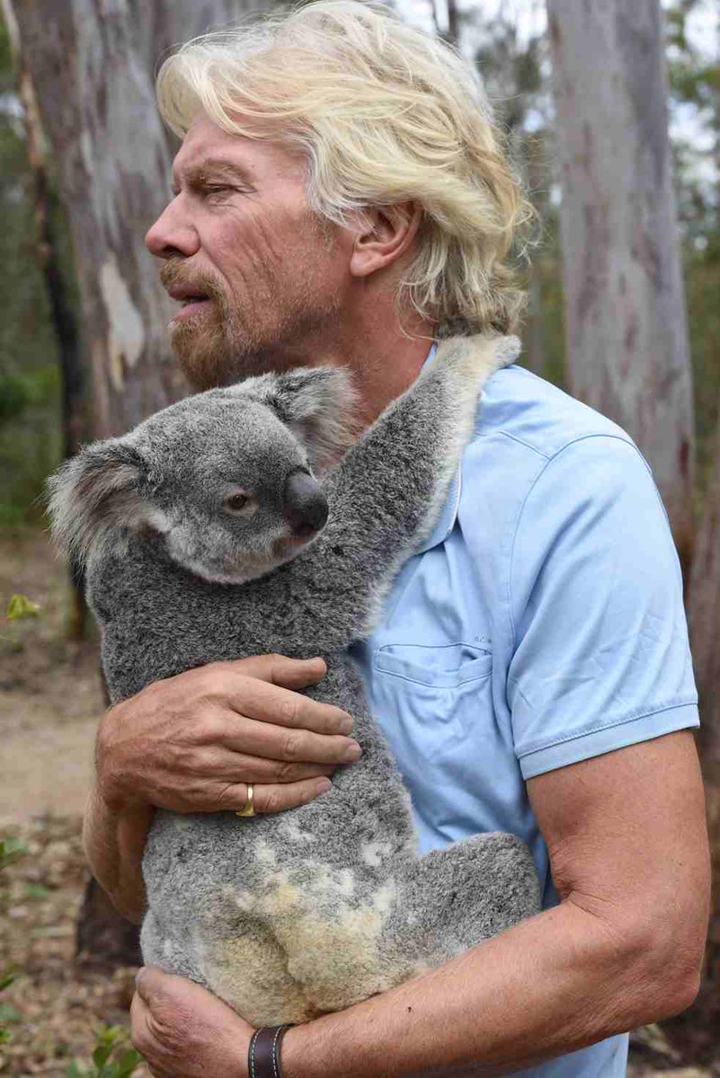 richardbranson's tweet image. Love these beautiful animals, so we’ve turned @makepeaceisland into a koala conservancy: virg.in/rhYkF
