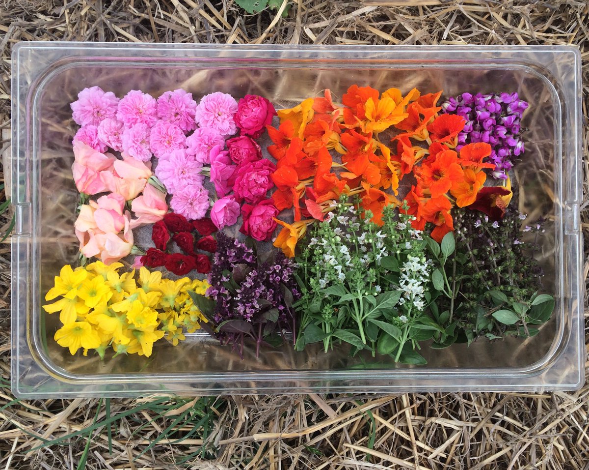 Travaasa tweet media