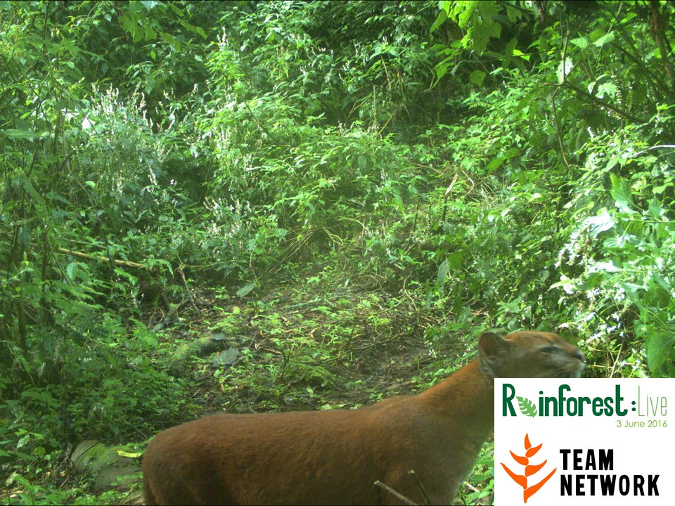 African golden cats are making a comeback in Bwindi thanks to the monitoring work of TEAM and ITFC! #rainforestlive