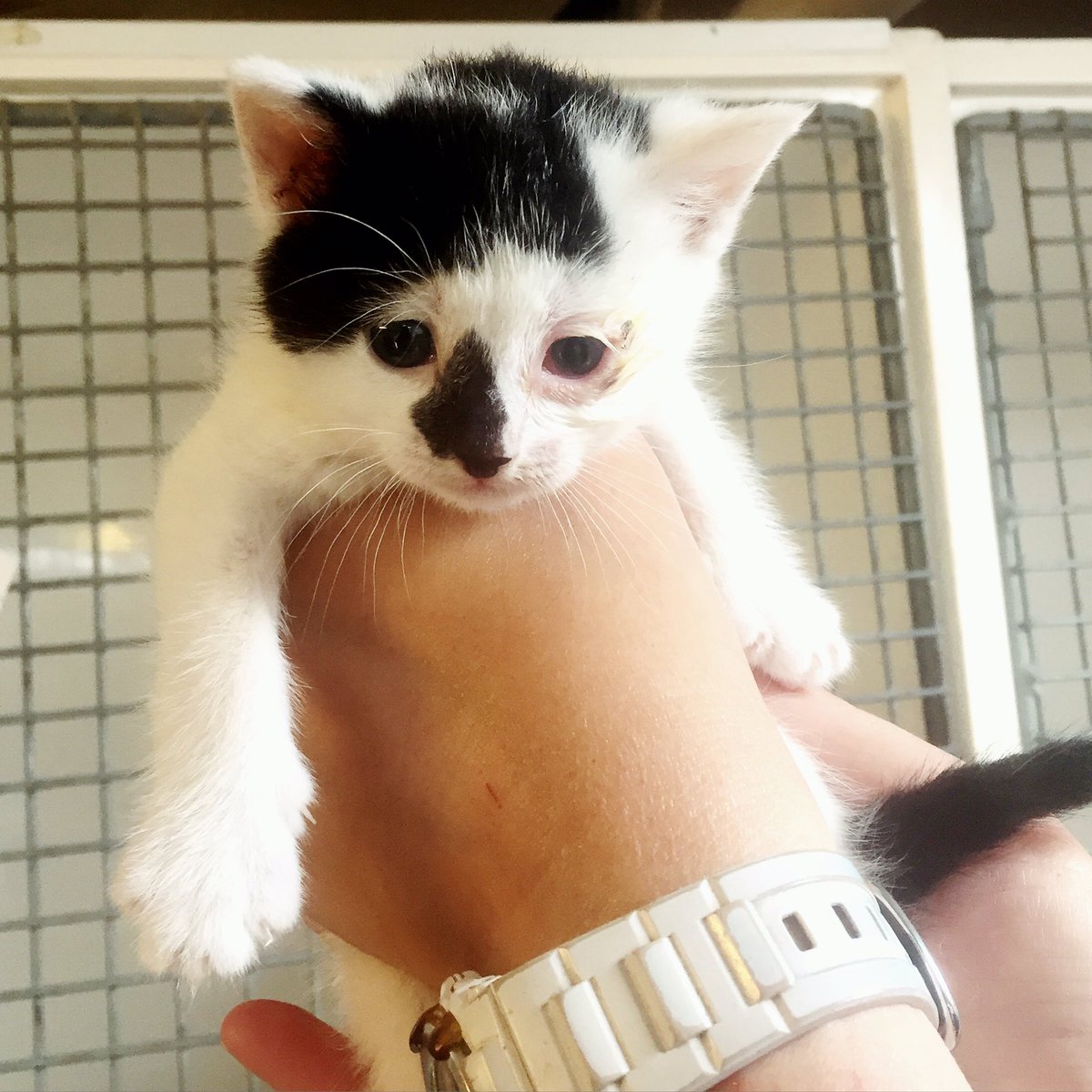 brainstormcs's tweet image. The newest #employee at Brainstorm; little man Lemmy 😻 #rescue #kitten #northwales #catrescue #adoption #webdesign