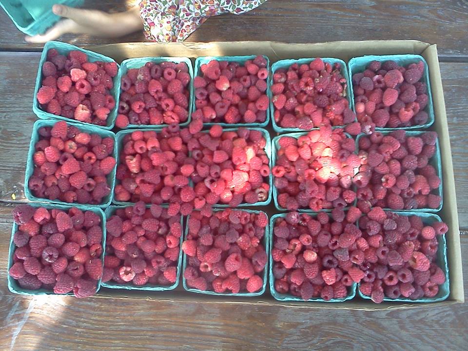EarthCommGarden's tweet image. #RaspberryCanes  #BlackberryBushes SATURDA 8AM to 9:30AM   Farmers Market Gardens  #Holladay facebook.com/events/1019704…