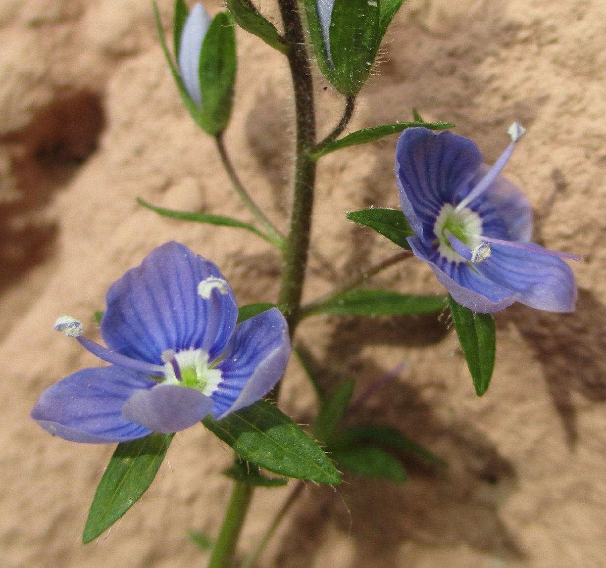 thorogoodchris1's tweet photo. Speedwells (Veronica spp.) have become weeds throughout much the Northern Hemisphere. Very closely related to Hebes. https://t.co/ktMIUgddzn