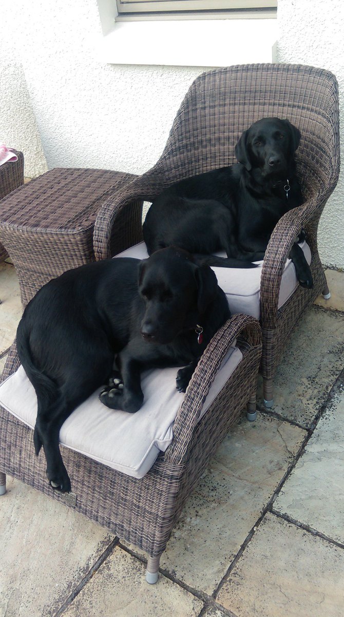 BollyandKrug's tweet photo. @Dom&Louis Our wee brothers chillaxing on the patio waiting for Mummy's BBQ #makeyourselvesathome! https://t.co/nfSk00x7YG