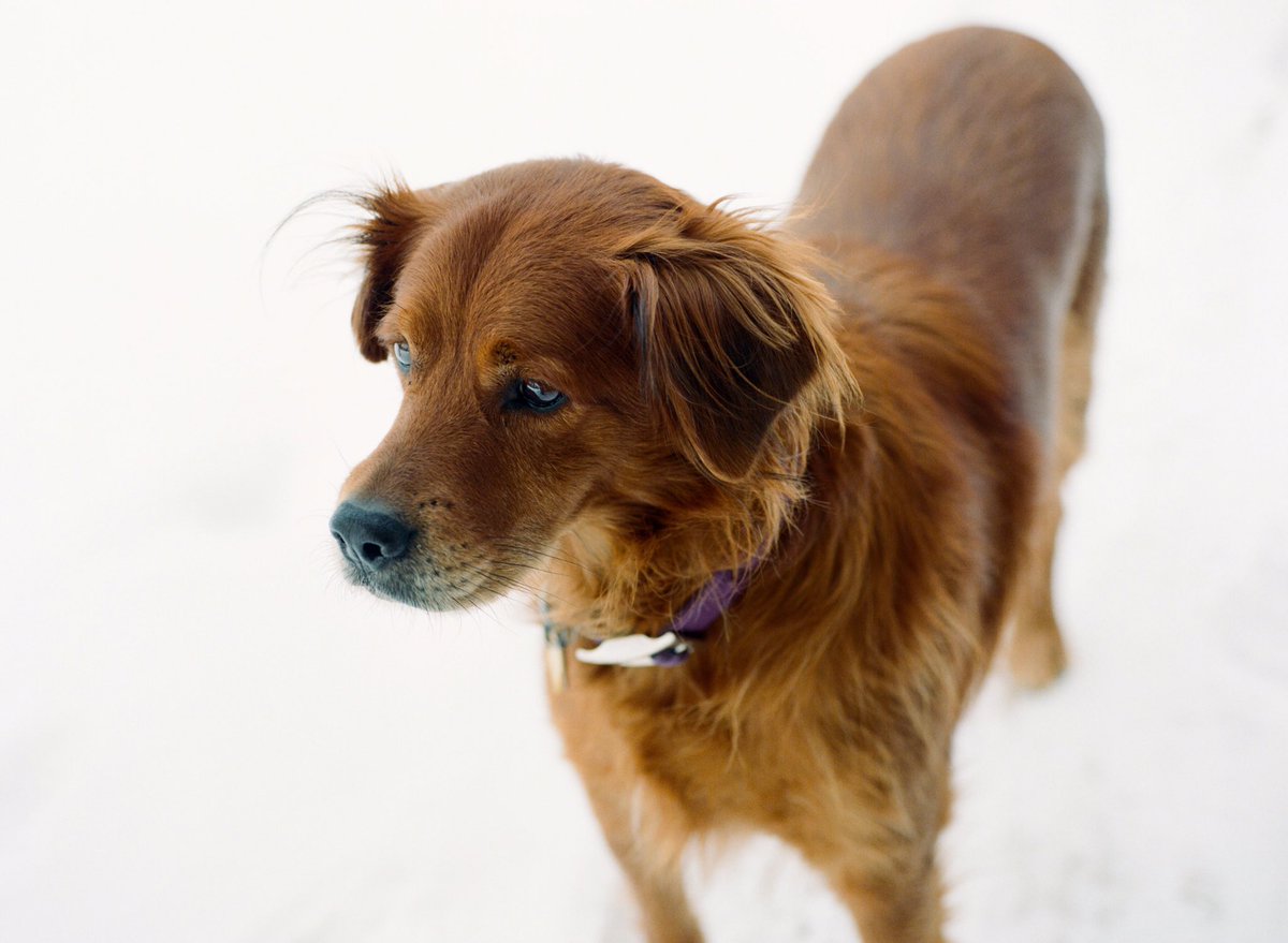 Had some film developed from the winter.I'm especially fond of this one.Developed <a href="/statefilm/">State Film Lab</a> shot on Kodak Porta160