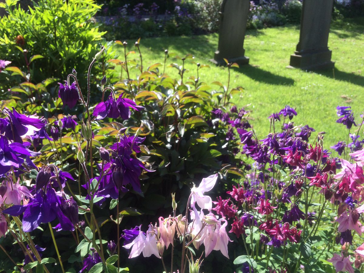 IngletonBlog's tweet image. My own photos for @IngletonInBloom 🌷 #loveingleton