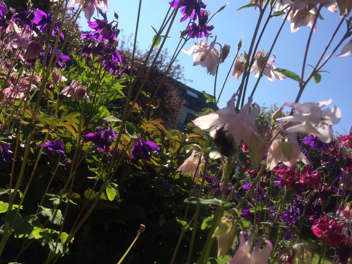 IngletonBlog's tweet image. My own photos for @IngletonInBloom 🌷 #loveingleton