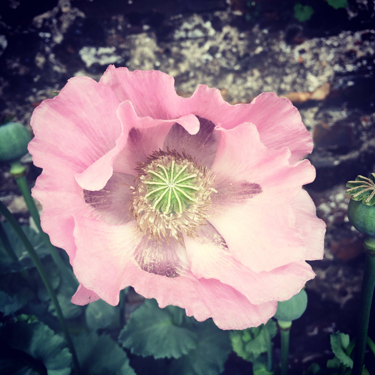 lpoucan's tweet image. Bon week-end #toutdoux à tous… #battleflowers #Angers