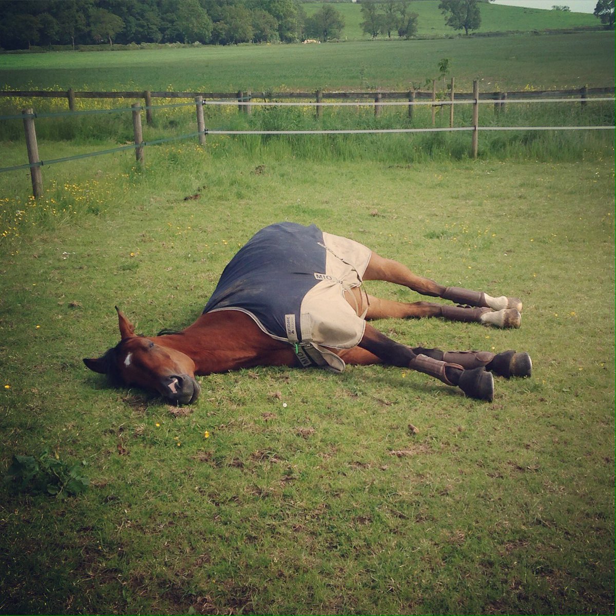 #lazypony #justchilling