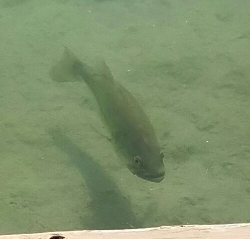 hohnjolley's tweet image. Name that fish contest to win 1% of my Milly Maker event#14 ☆ RT this for 2% ☆ must be follower to be eligible