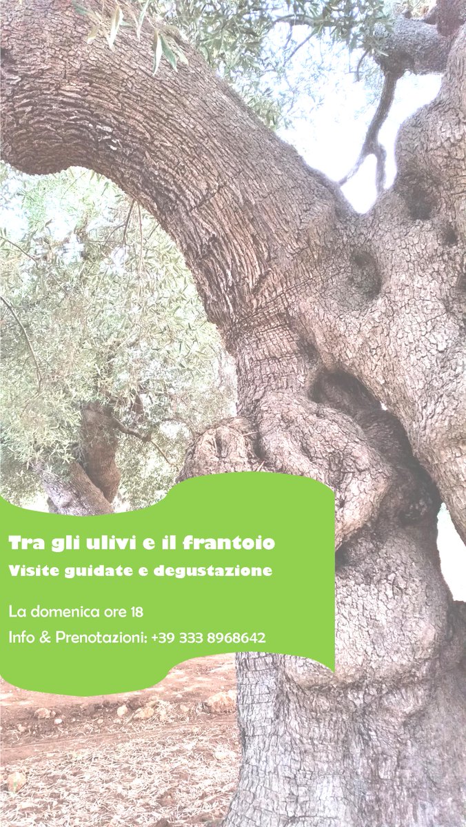 ParcoPiccolo's tweet photo. Tra gli ulivi e il frantoio, iniziano i #tourestivi a #parcopiccolo dal 12/06 ogni domenica alle 18 #unnomeperlulivo https://t.co/oo3iRNqQ2Z