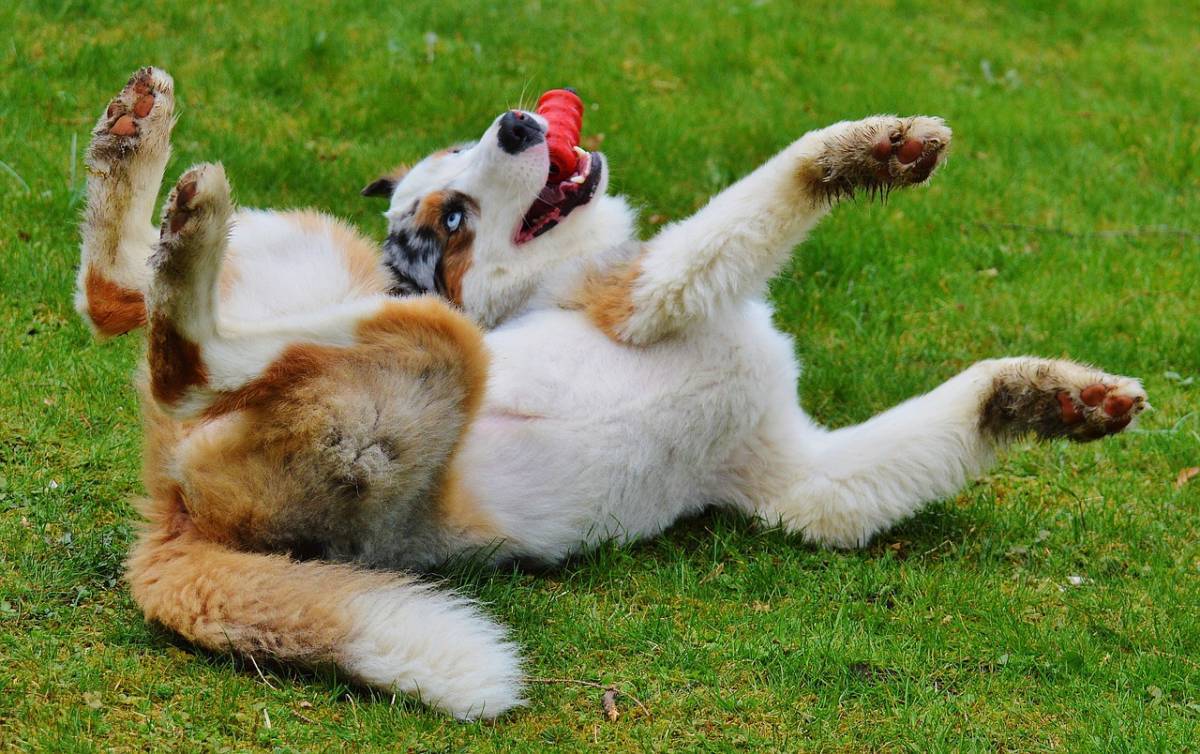 SUindependent's tweet photo. SunRiver Pet Festival features Bark Blitz
#StGeorge #SoUtah @sunriverutah 
https://t.co/XDCXM3lZW8 https://t.co/kc8isvdI4Z