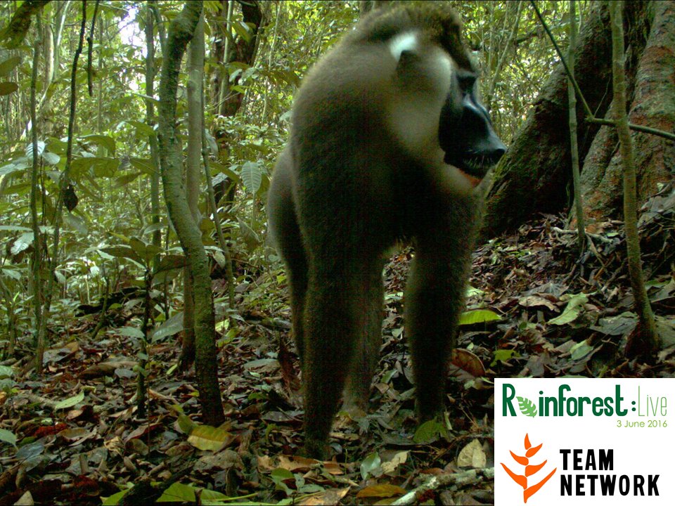 Drills like the one seen here in Korup National Park are endangered and need your help to survive! #rainforestlive