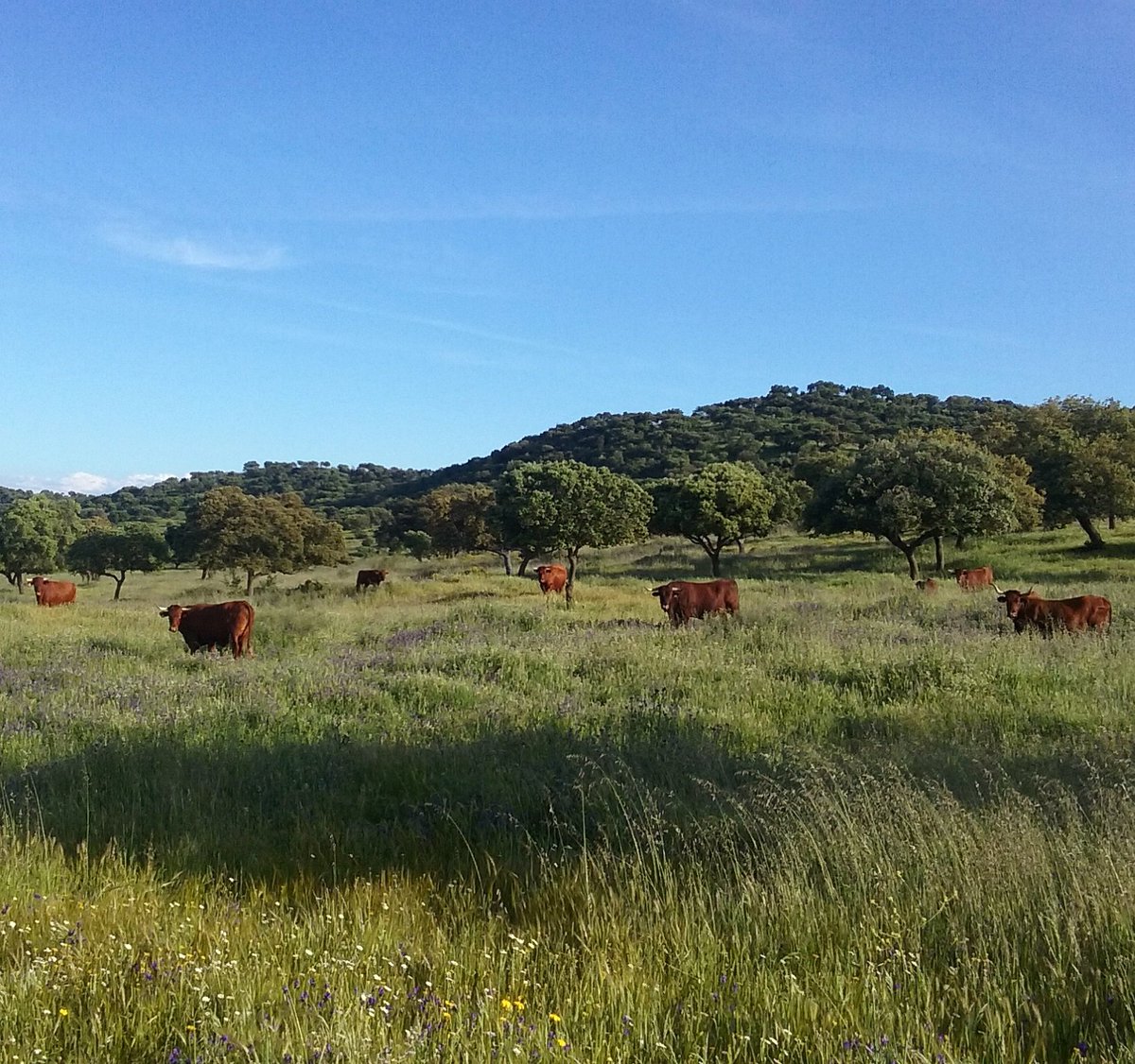 TIERRA DE DEHESAS tweet media